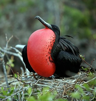 Galapagos: ultimate nature adventure, day 8 - Australian Geographic