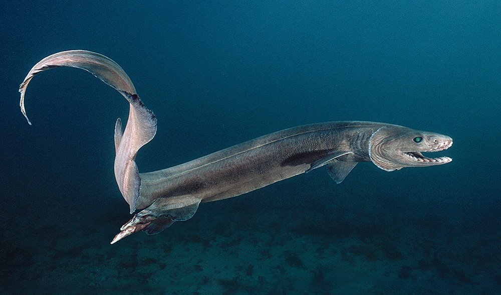 Rare ancient shark relative captured by fisherman - Australian Geographic