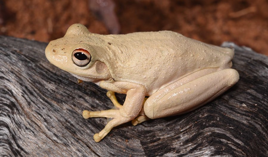 Scientists Call On Public To Begin Counting Australias 241 Frog