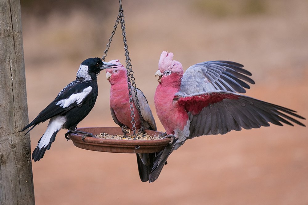 A Quick Guide To Sensible Bird Feeding