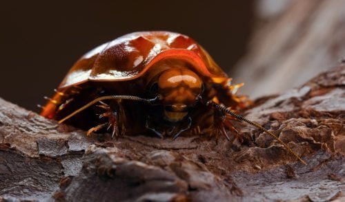 Australia’s Giant Burrowing Cockroaches Actually Hiss