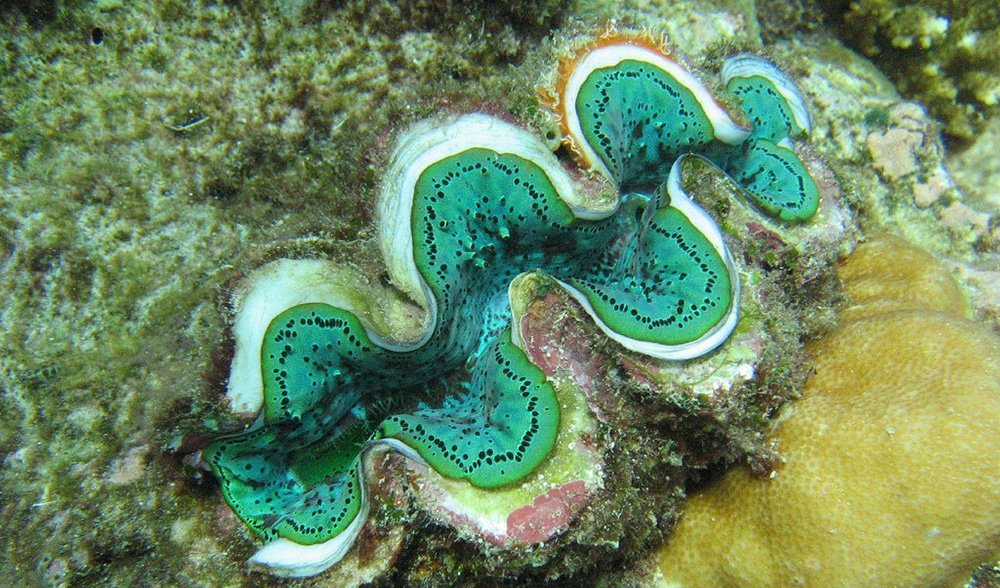 The ocean's giant clams - Australian 