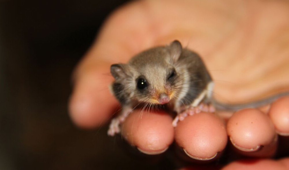 Successful breeding of the worldâ€™s smallest gliders