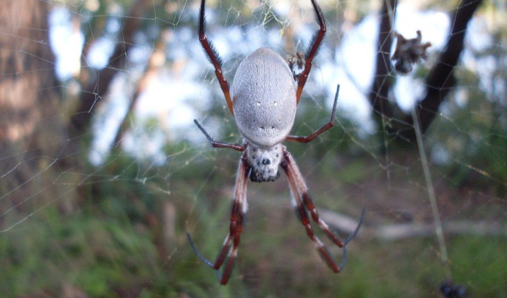 The golden orb-weavers web could be used to make bulletproof clothing