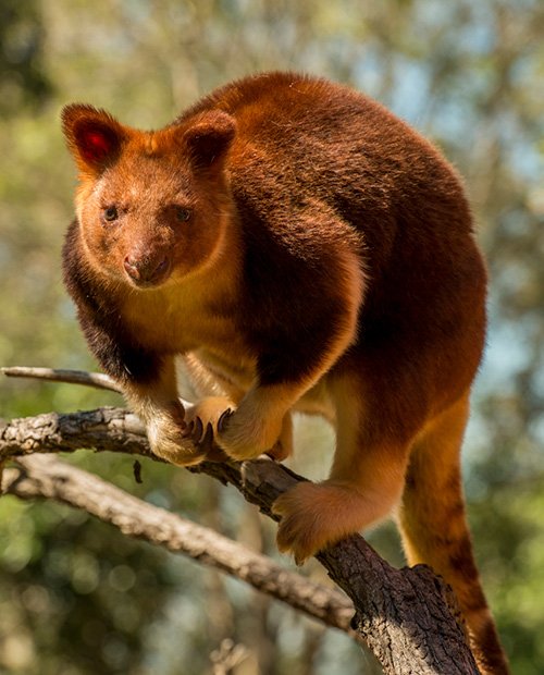 tree kangaroo webkinz