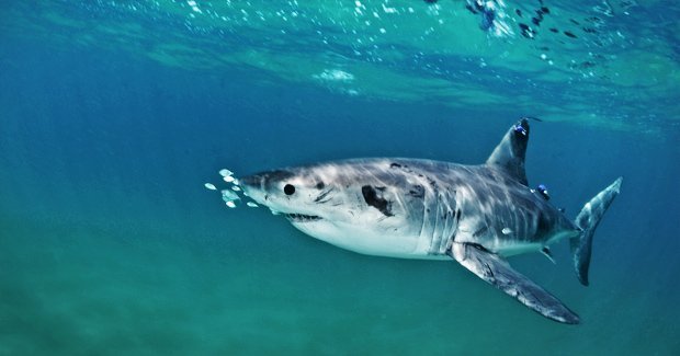 Great White Shark Evolutionary Senses - Learn amazing facts!