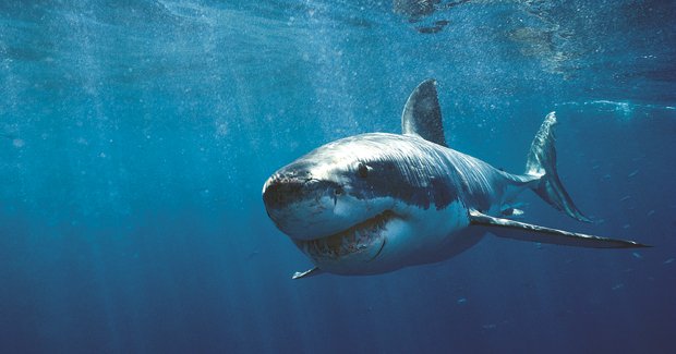 How To Avoid A Shark Attack Australian Geographic