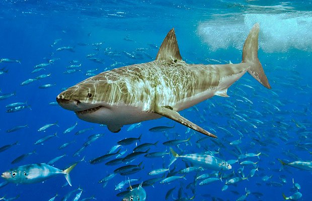 recent shark attacks in mexico