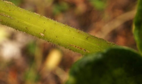 Gallery: Gympie-Gympie: Stings Like "hot Acid" - Australian Geographic