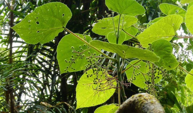 gallery-gympie-gympie-stings-like-hot-acid-australian-geographic