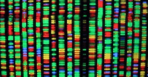 On This Day In History: Human Genome Completion - Australian Geographic