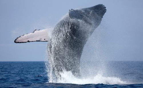 Whale migration threatened by gas plant - Australian Geographic