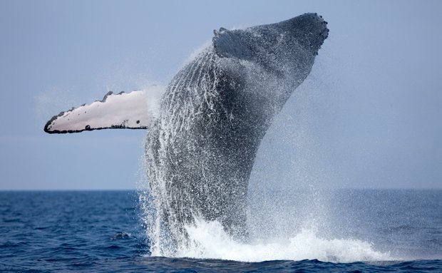 Whale Migration Threatened By Gas Plant - Australian Geographic