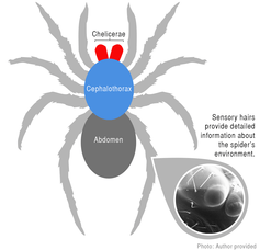 This is why you should love spiders - Australian Geographic