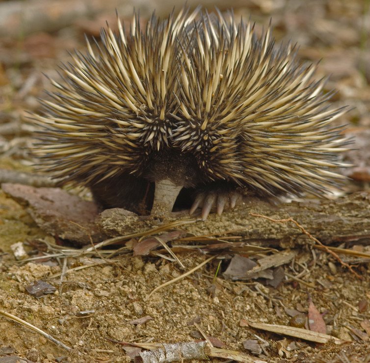 The secret life of echidnas reveals a world-class digger vital to our ...