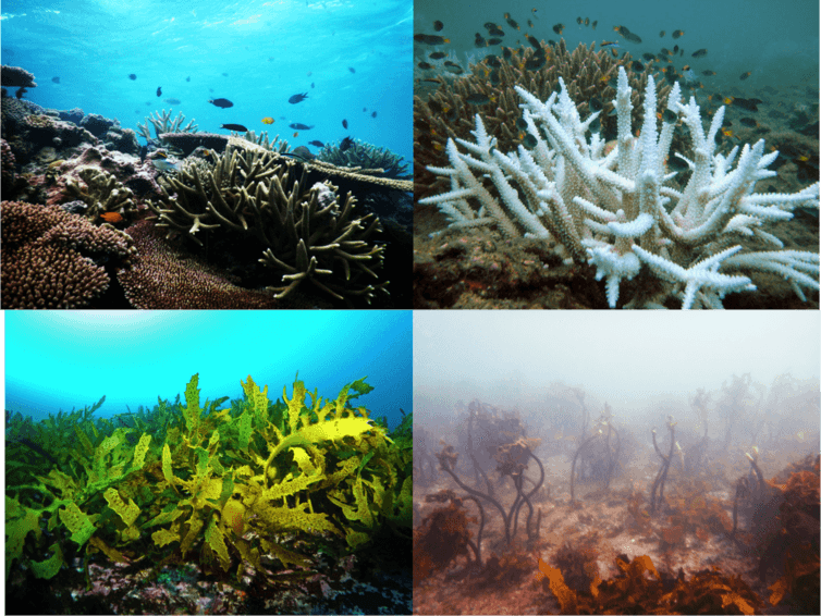 Underwater health check shows kelp forests are declining around the ...