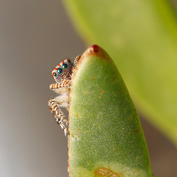 Peacock Spider Archives Australian Geographic