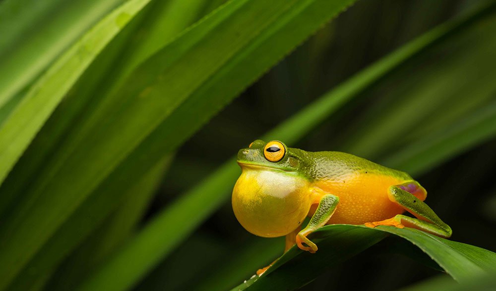 New Frog Species Discovered In Remote North Queensland