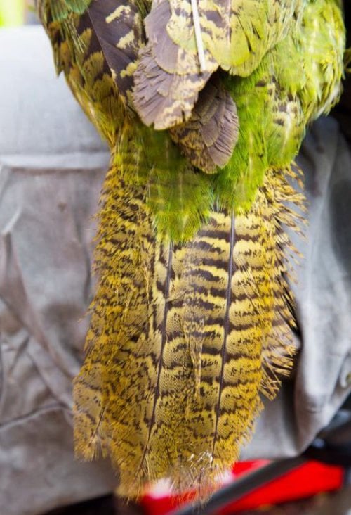 Gallery: The weird parrot Kakapo - Australian Geographic