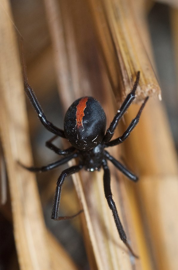 New Zealand’s sole venomous spider is the stuff of legends - Australian ...