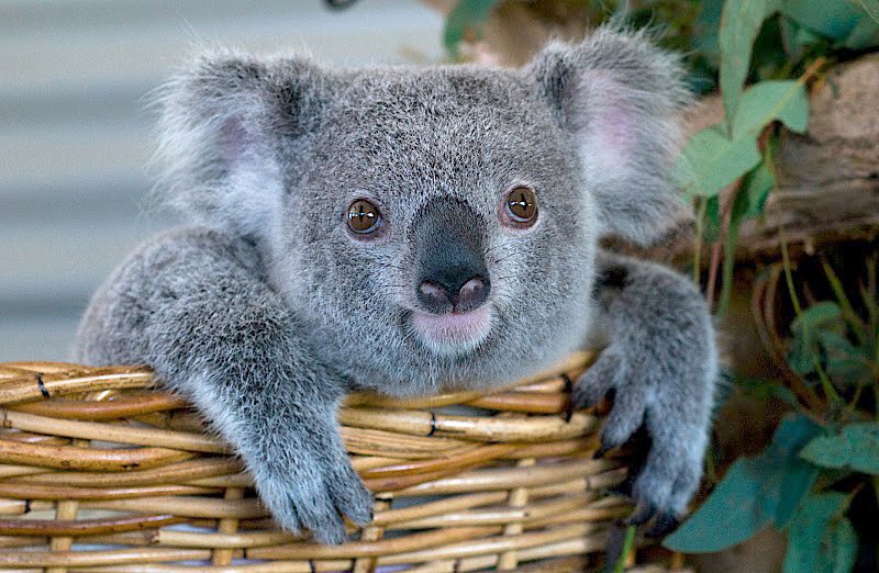 Australia s Animal Emblems Australian Geographic