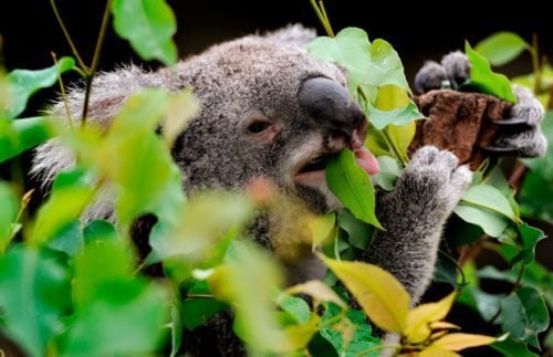 Splitting Australia's koala in two - Australian Geographic