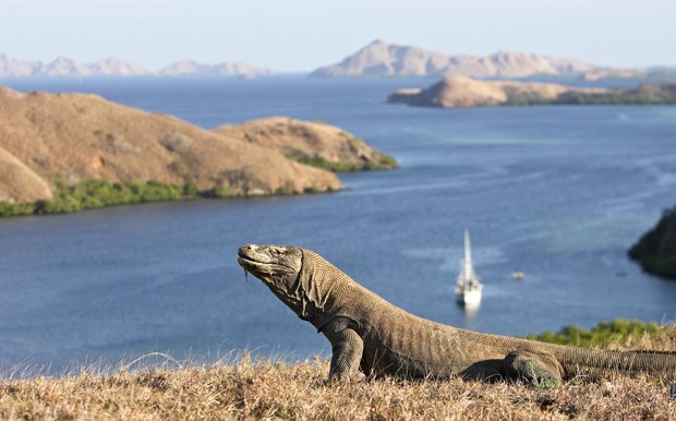 Komodo tourism: a fine balance - Australian Geographic