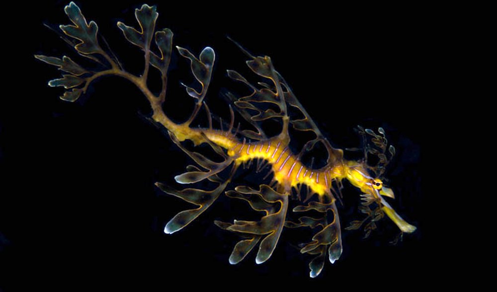 Leafy Seadragon Under The Dock Australian Geographic