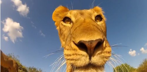 VIDEO: Inside a lion's mouth - Australian Geographic