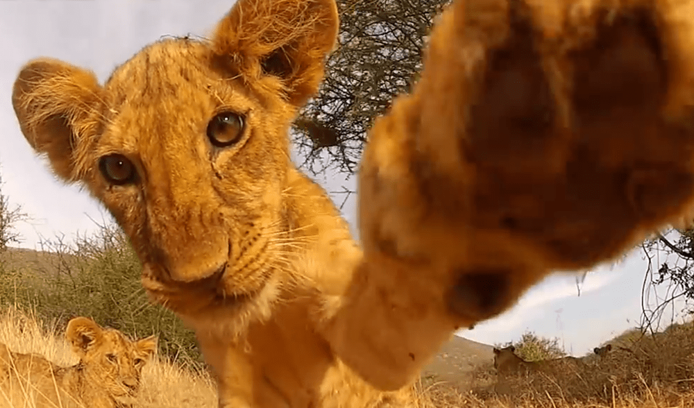Video: Lion cubs up close and personal - Australian Geographic