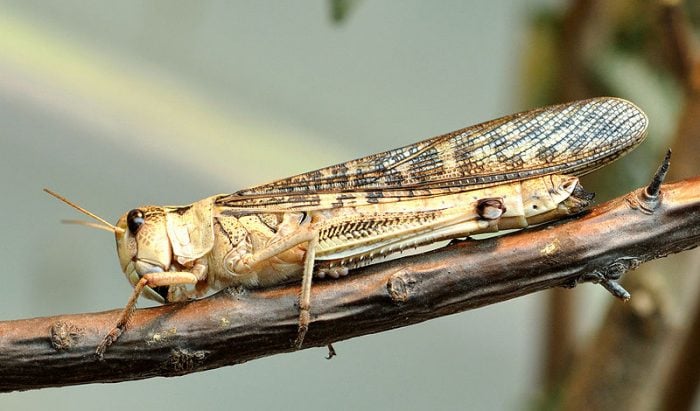 Australia's Destructive Locusts - Australian Geographic