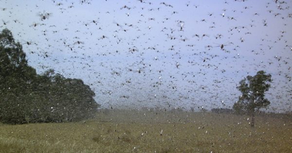 Swarm of unusual locusts descends on NSW - Australian Geographic