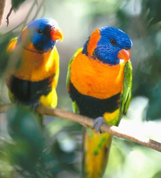 Drunken parrot season begins in Darwin - Australian Geographic