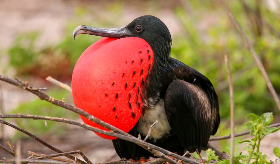 The red-footed booby has a rainbow Paddle Pop beak - Australian Geographic