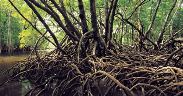 Mangroves: a vital ecosystem in need - Australian Geographic