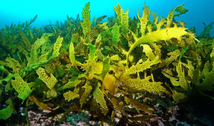 Underwater health check shows kelp forests are declining around the ...