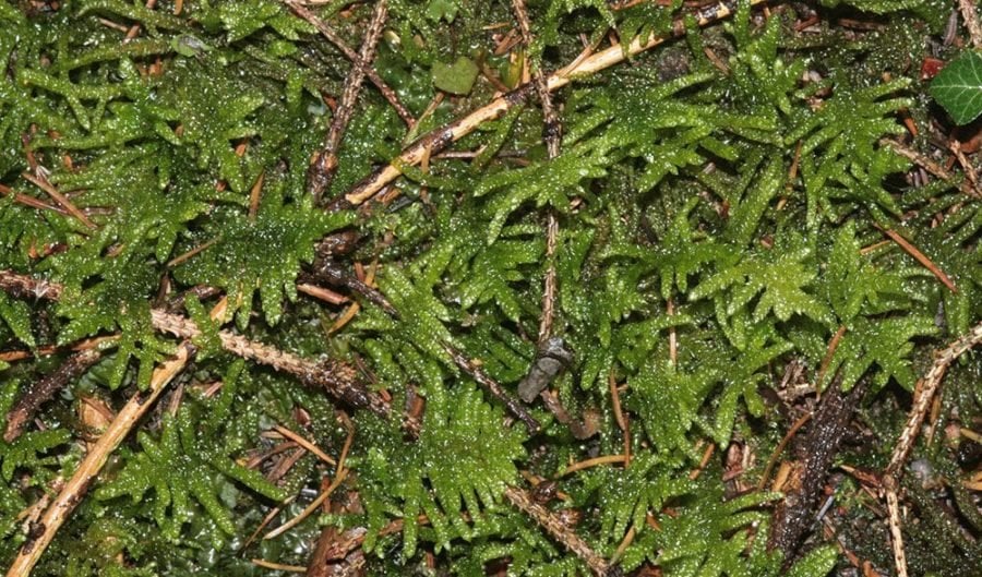 Mighty moss: how these ancient plants have survived for millenia
