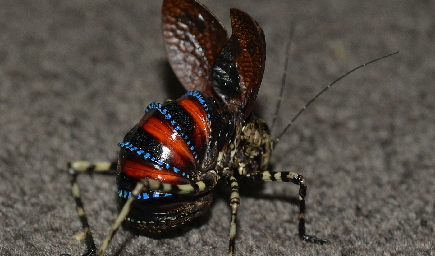 These Shocking Katydids Are One Of Australia s Weirdest Insects 