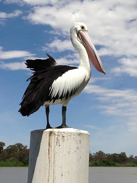 Australian wildlife: Best of the AG reader photos - Australian Geographic