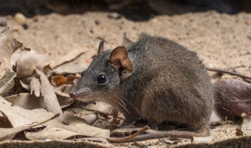 Australia's new mammal - Australian Geographic