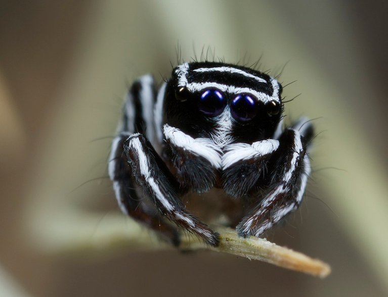 Dinner and a Show: Peacock Jumping Spider