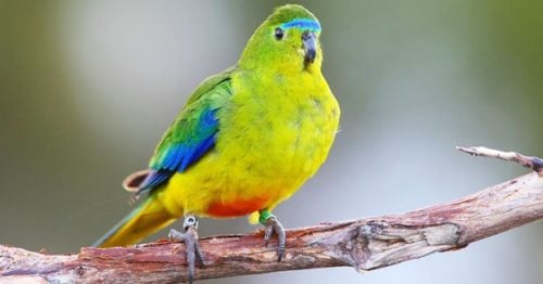 World's Only Migratory Parrots In Peril - Australian Geographic