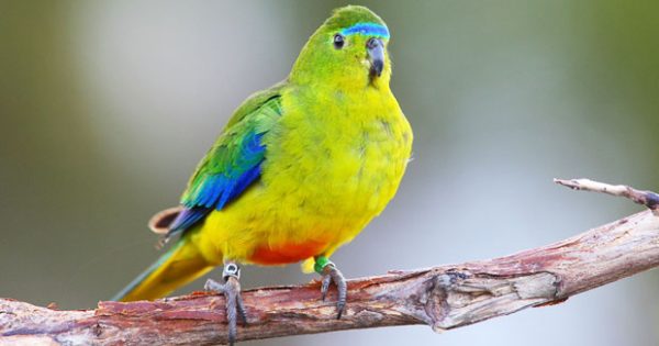 world-s-only-migratory-parrots-in-peril-australian-geographic