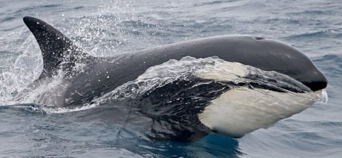 Australian town a killer place to see orcas - Australian Geographic