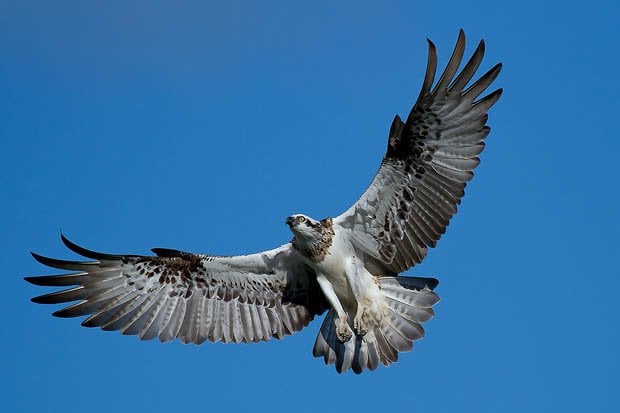 Gallery: Bird beauties of SE Queensland - Australian Geographic