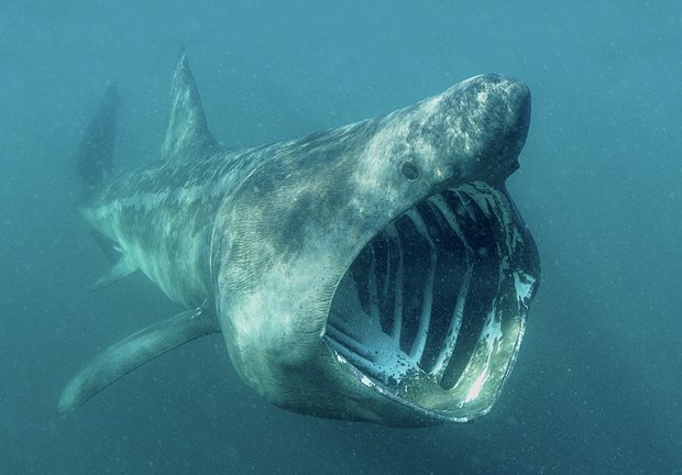 State Of Our Oceans - Australian Geographic