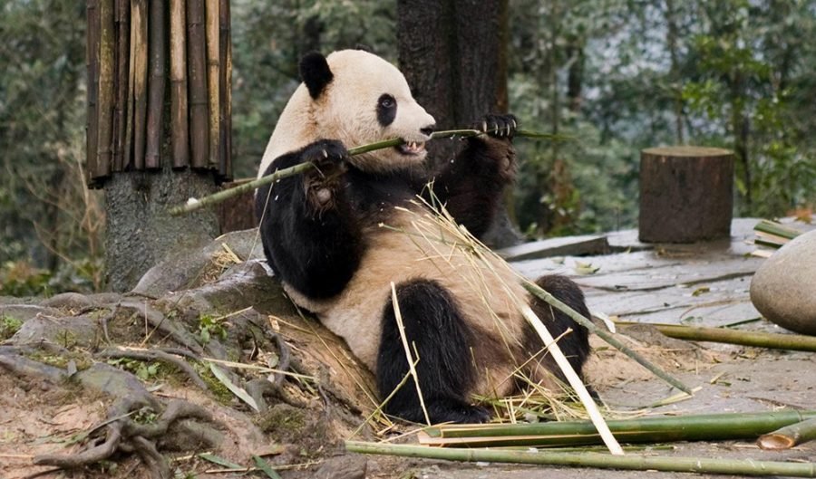 giant pandas food