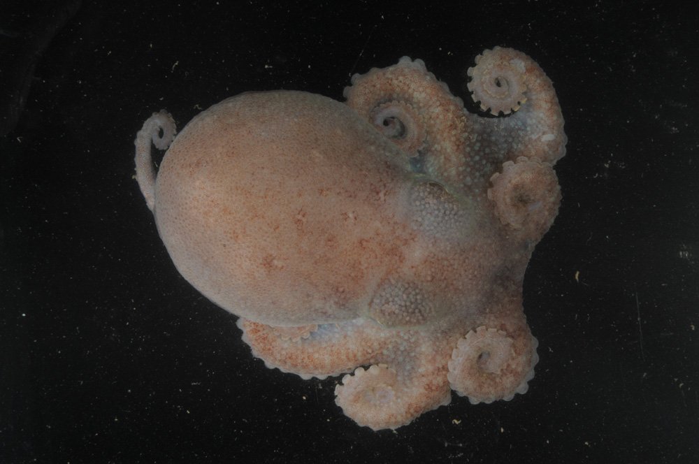 Gallery 30 new marine species discovered in Antarctica Australian