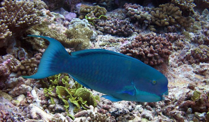 Parrotfish: the coral crunching, sand makers - Australian Geographic