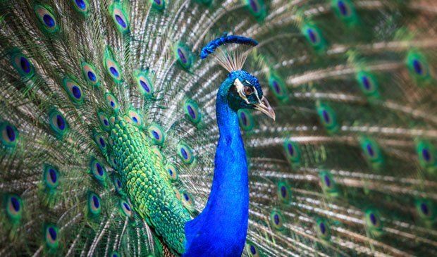 The incredible colours of birds - Australian Geographic